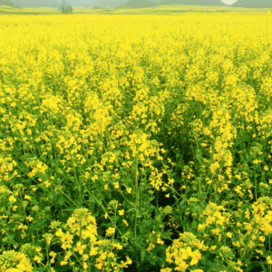 Mustard Microgreen Seeds (25g)