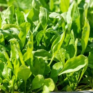 Spinach Microgreen Seeds (25g)