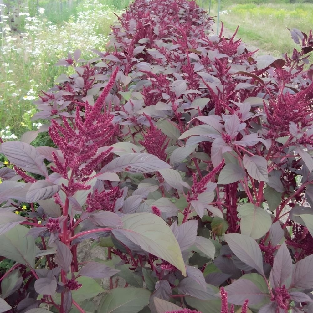 Red Amaranth Microgreen Seeds (25g) - Image 3