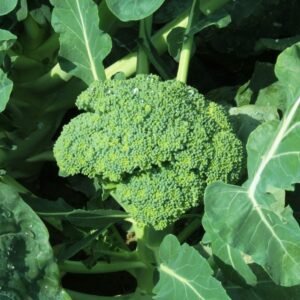Broccoli Microgreen Seeds (10g)