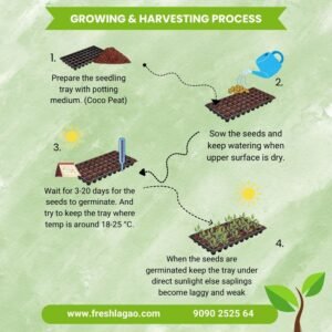 Cucumber American Black Hybrid Seeds (Kakdi/ककड़ी/खीरा के बीज)
