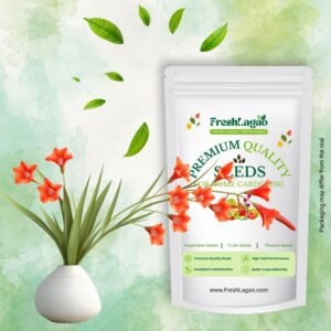 Gladiolus Orange Flower Bulbs