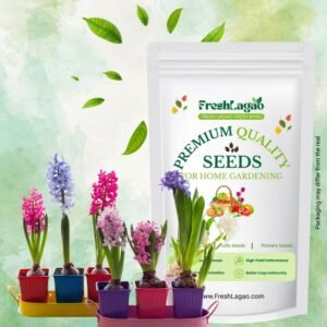Hyacinth Mixed Color Flower Bulbs