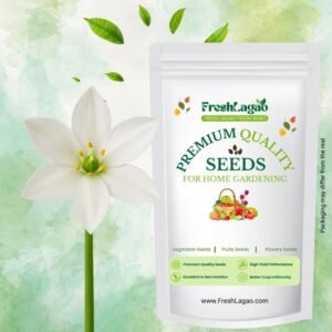 Ornithogalum Chincherinchee Flower Bulb