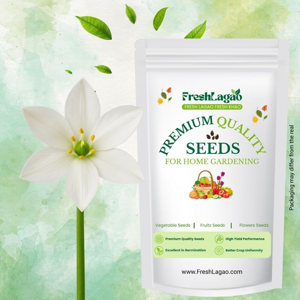 Ornithogalum Chincherinchee Flower Bulb