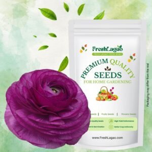 Ranunculus Purple Flower Bulb