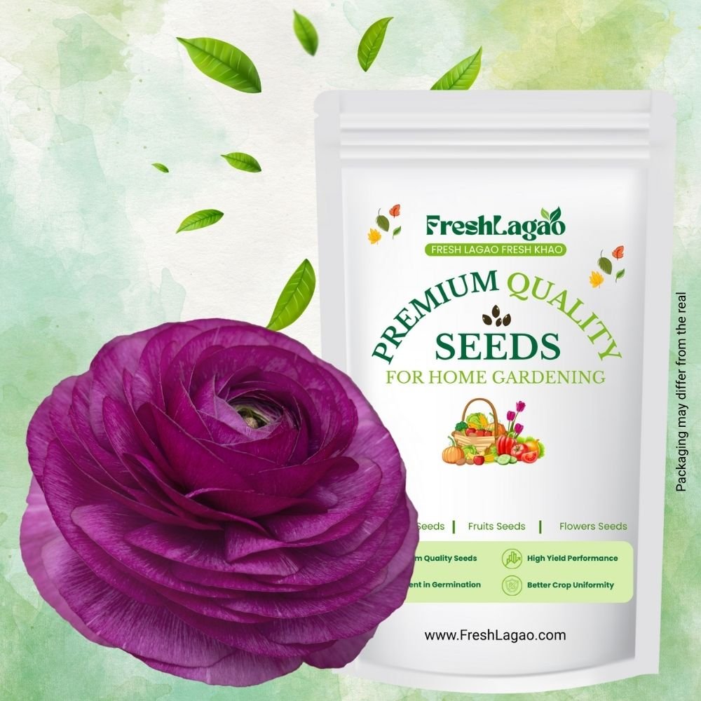 Ranunculus Purple Flower Bulb