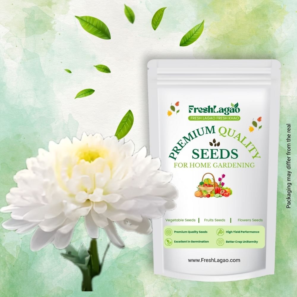 Phlox Beauty Dwarf Mix Seeds