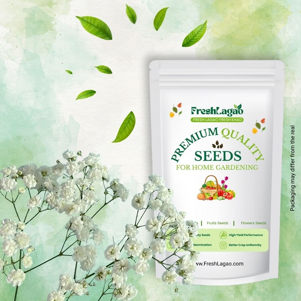 Gypsophila White Seeds