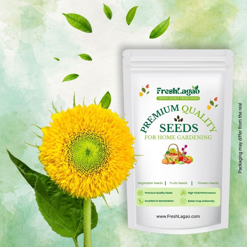 Sunflower Teddy Bear Seeds