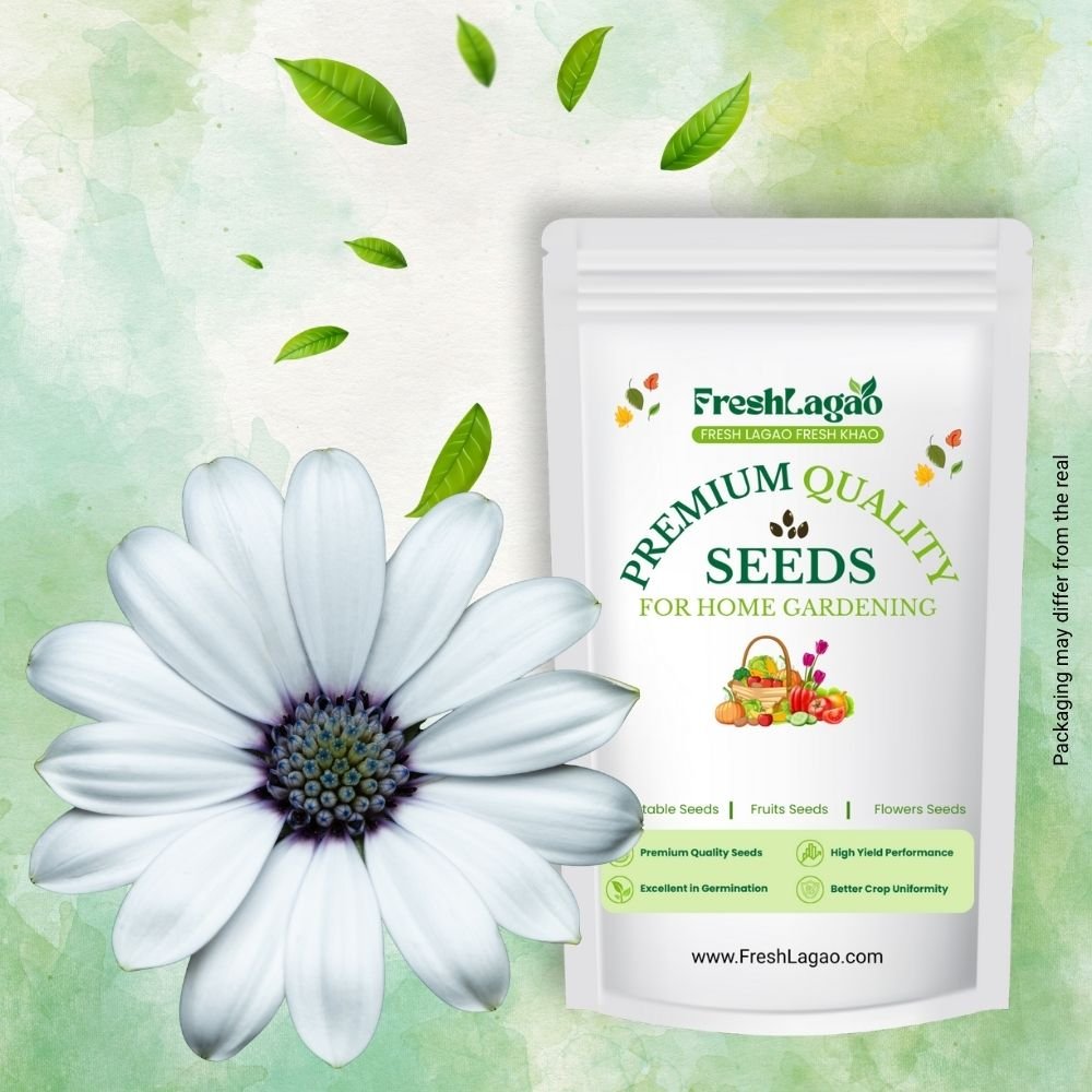 Dimorphotheca Glistening White Seeds