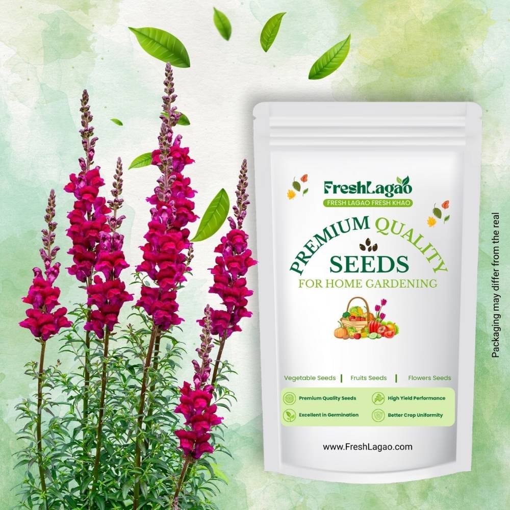 Antirrhinum Semi Tall Mix Seeds