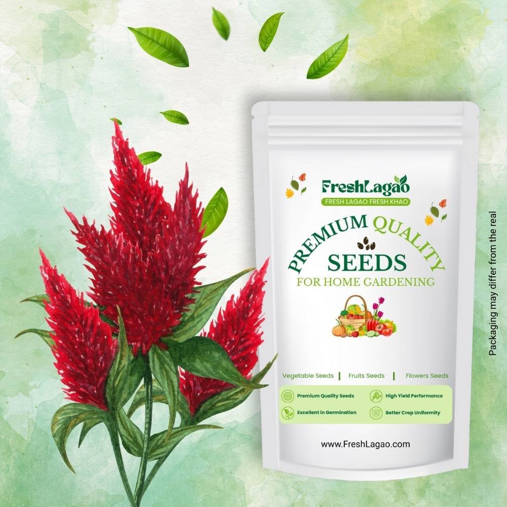 Celosia Plumosa Liliput Mixed Seeds