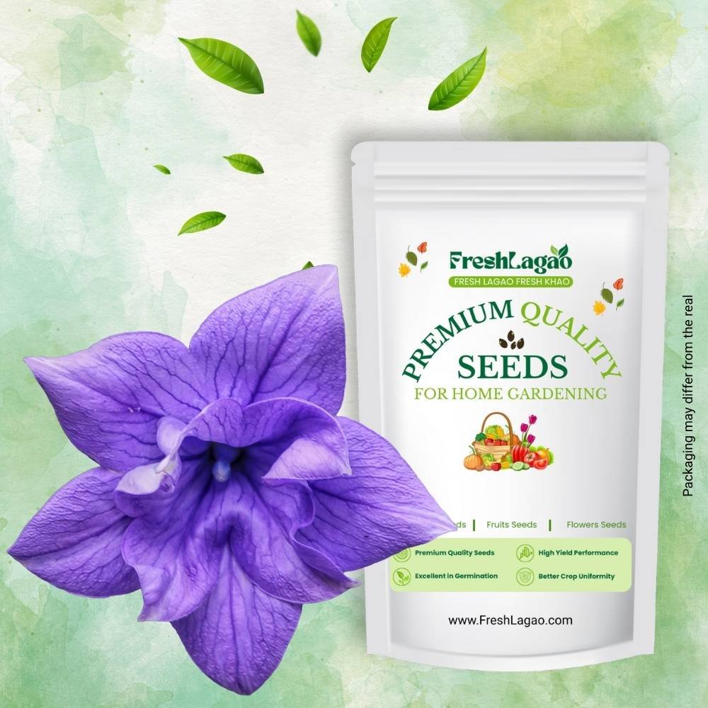 Acroclinium Double Mix Seed