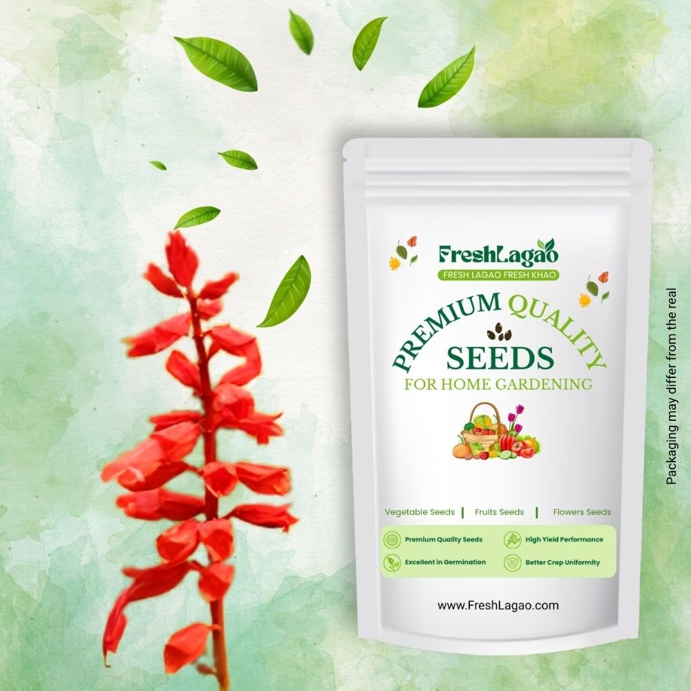 Salvia Splendens Saint John’s Fire Seeds