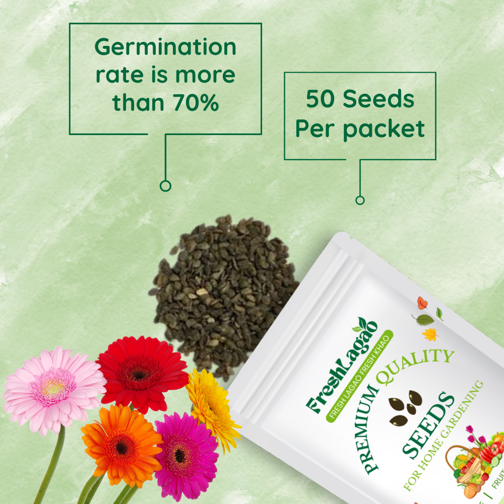 Gerbera Mixed Color Flower - Image 2