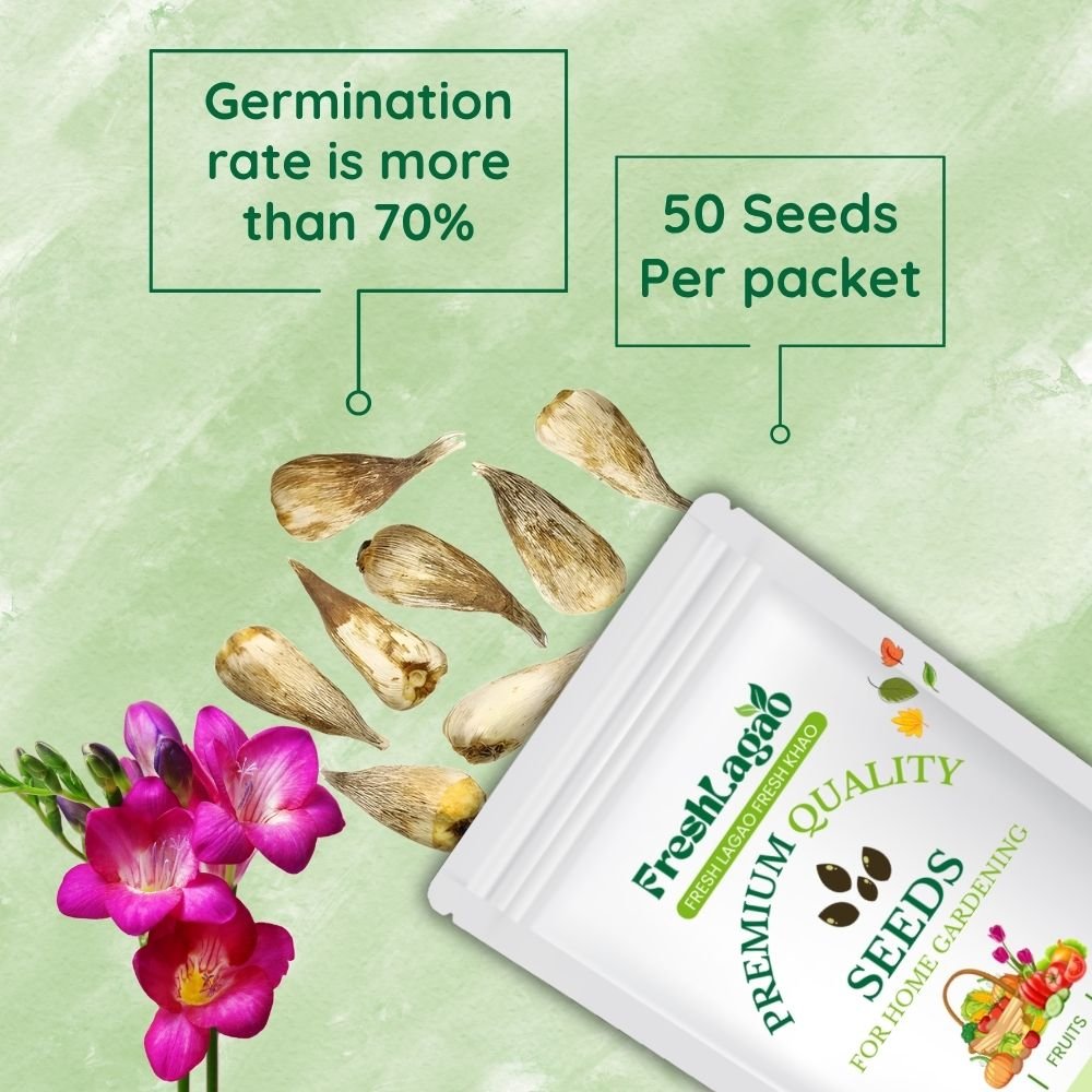 Freesia Mix Color Flower Bulbs - Image 2