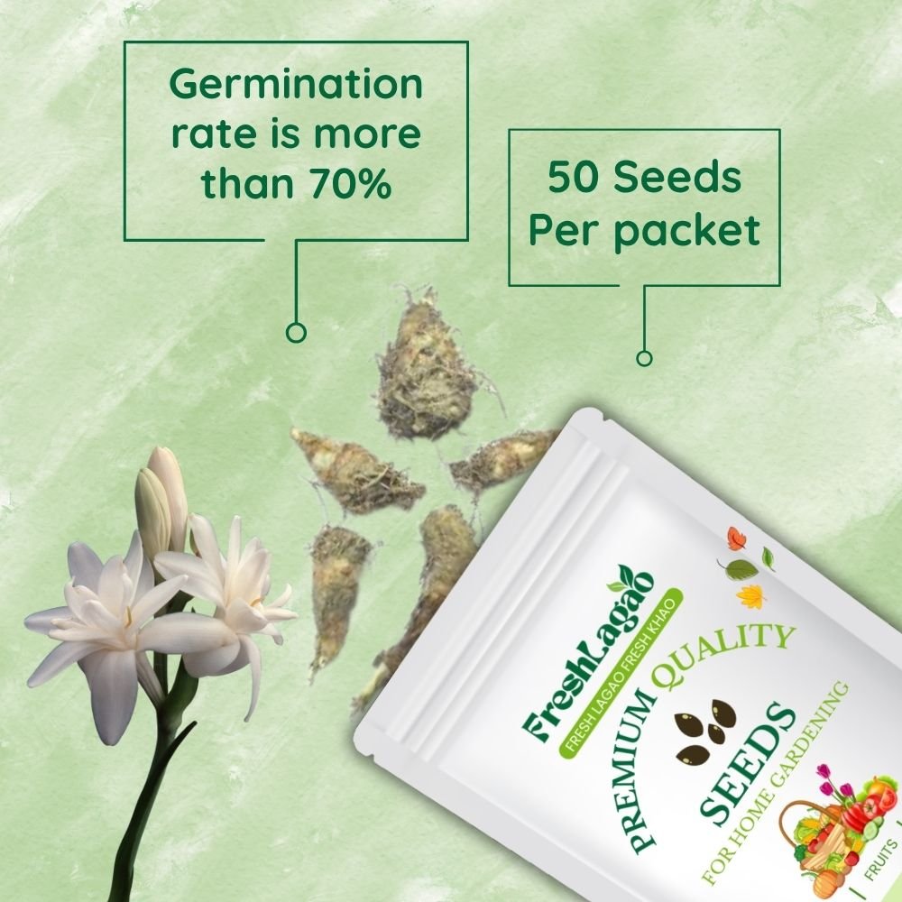 Tuberose White Flower Bulbs - Image 2