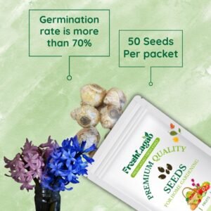 Hyacinth Mixed Color Flower Bulbs