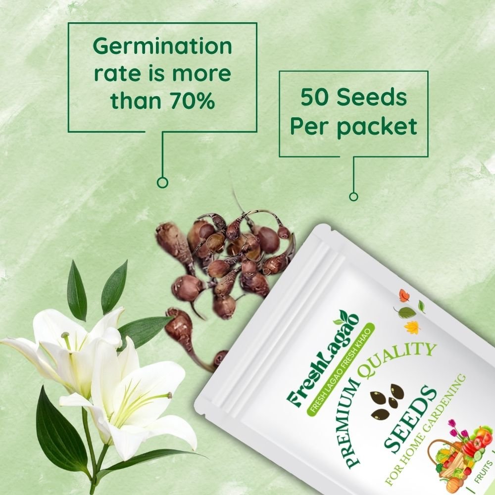 Rain Lily White Flower Bulbs - Image 2