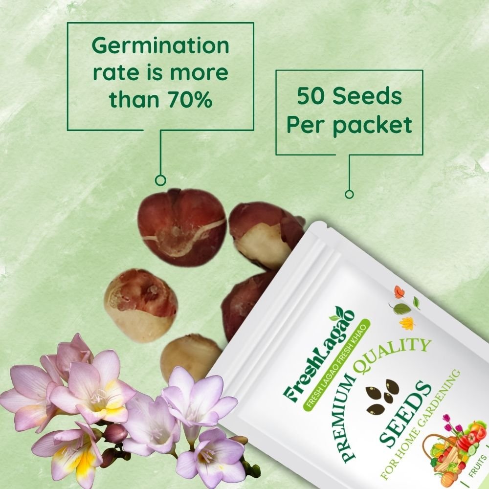 Ixia Mixed Color Flower Bulbs - Image 2