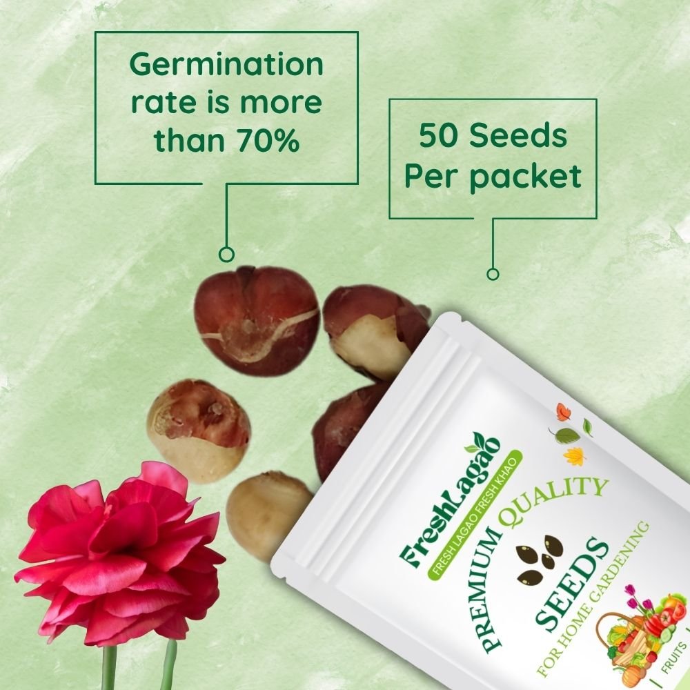 Ranunculus Red Flower Bulbs - Image 2