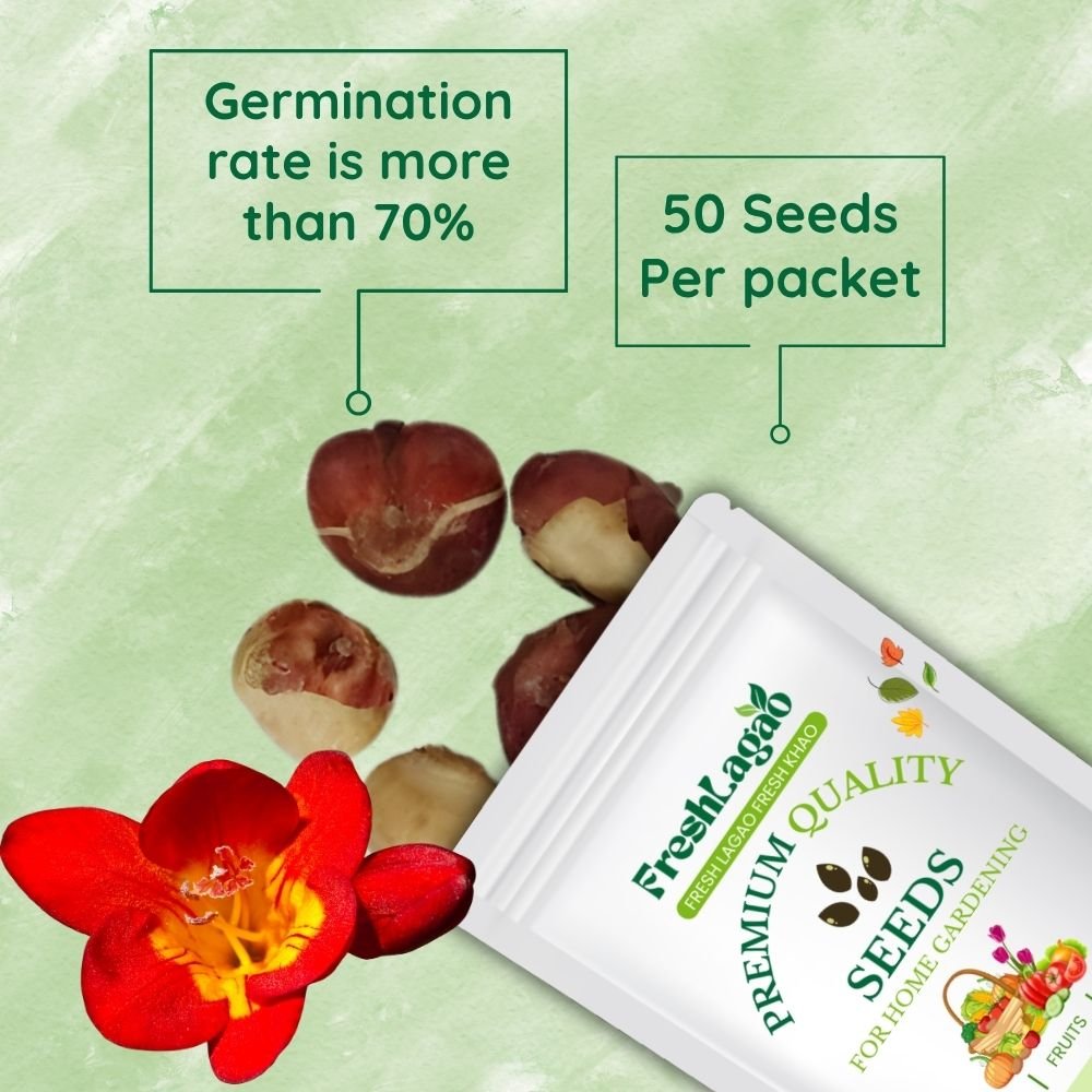 Freesia Red Flower Bulbs - Image 2