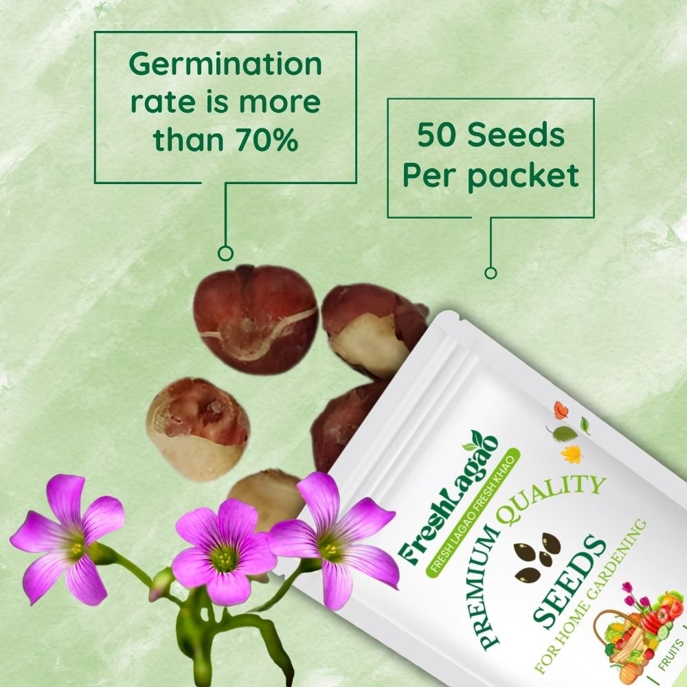 Oxalis Versicolor Flower Bulbs - Image 2