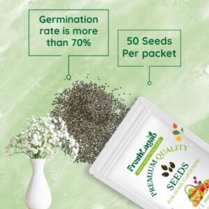 Gypsophila White Seeds