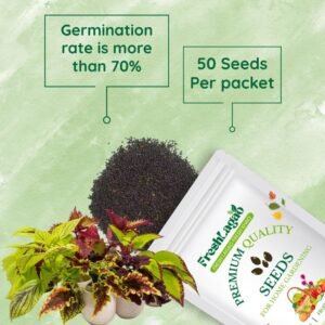 Coleus Rainbow Mixed Seeds