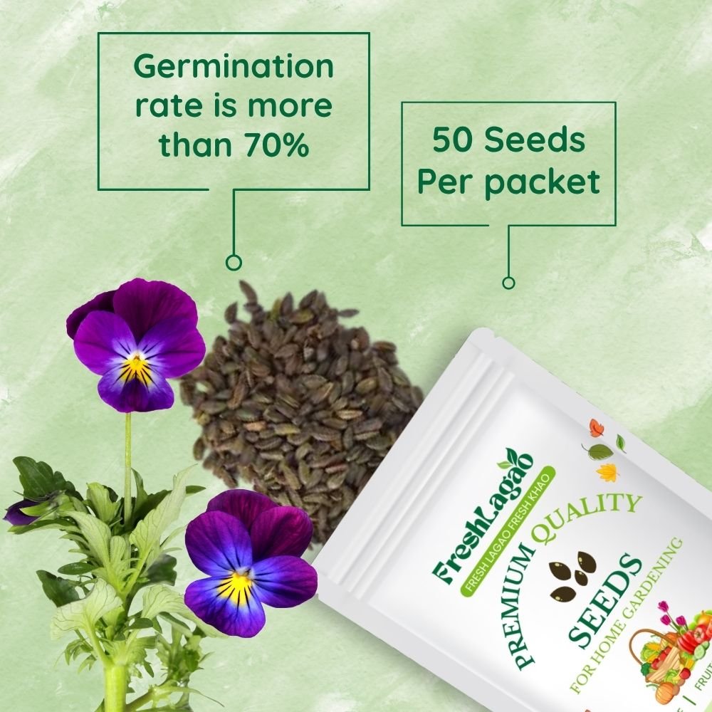 Pansy Swiss Giant Blue seeds - Image 2