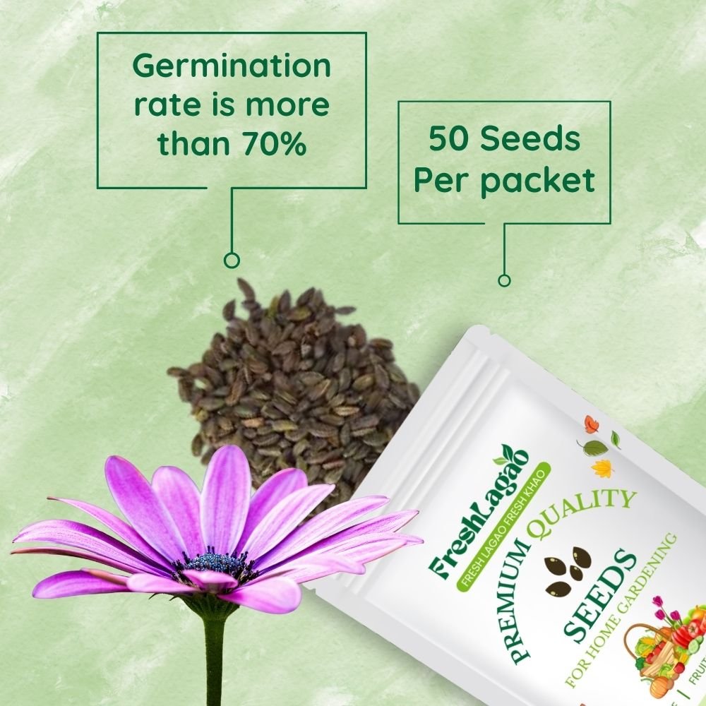 Osteospermum Ecklonis Mix seeds - Image 2