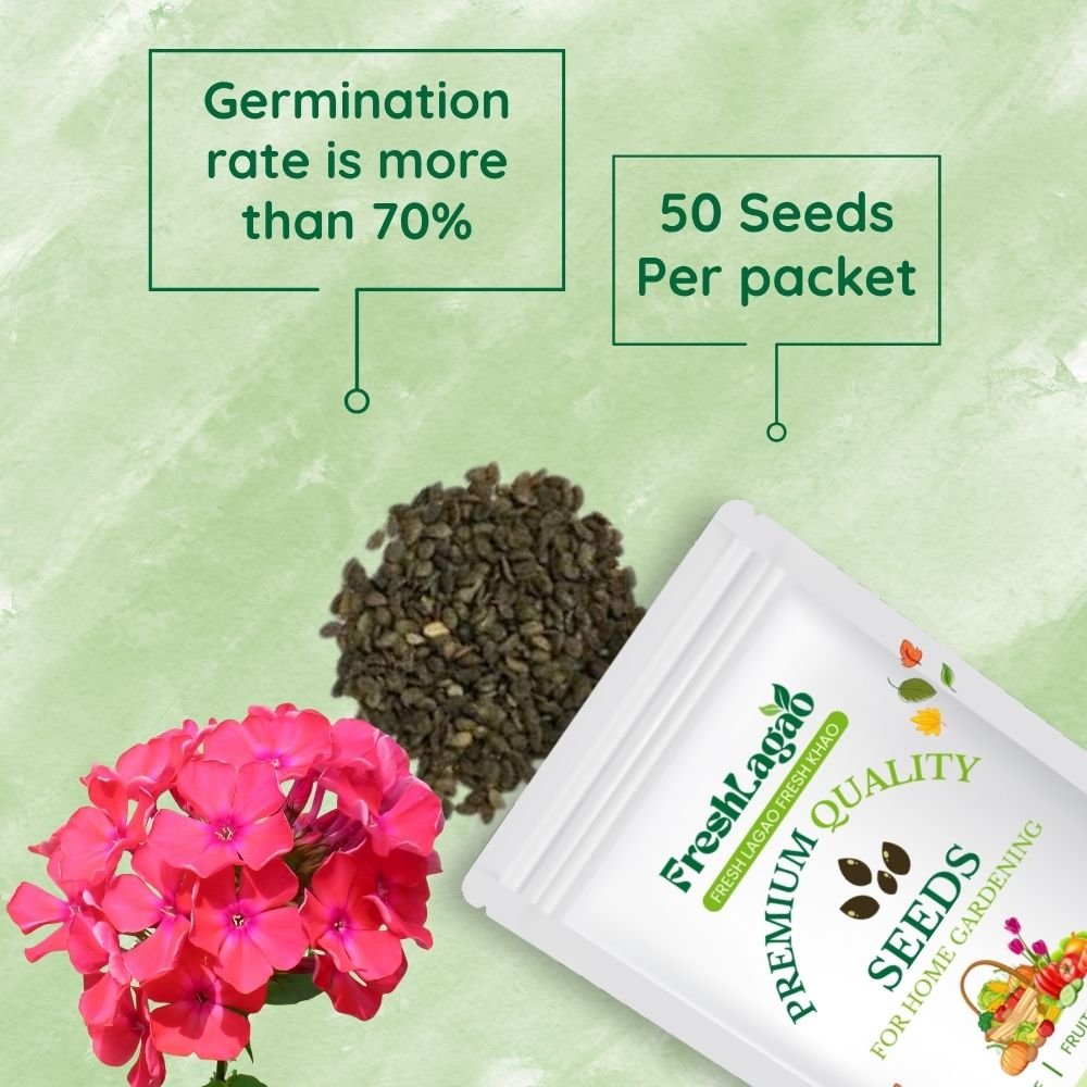 Phlox Beauty Dwarf Red Seeds - Image 2