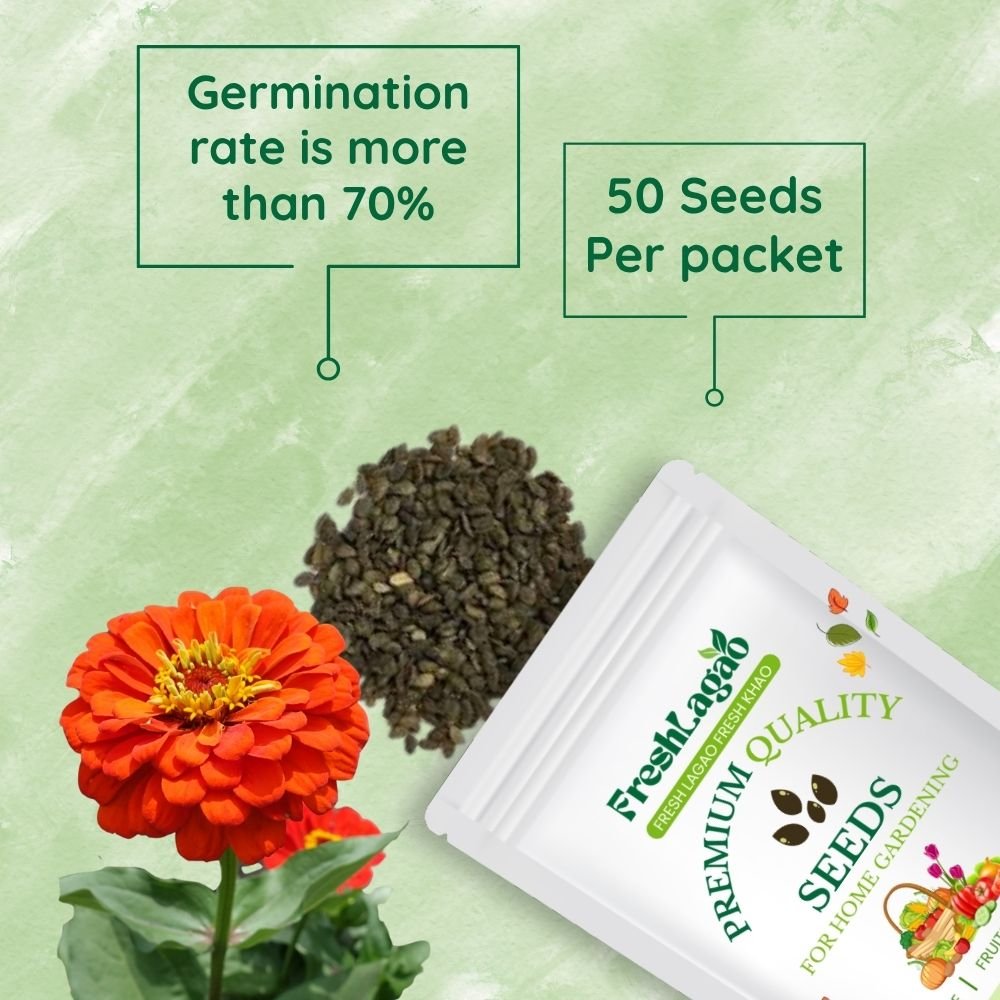 Clarkia Elegans Double Mix Seed - Image 2