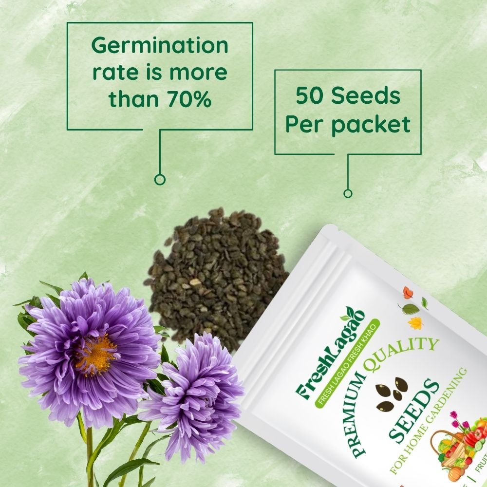 China Aster Mixed Flower Seed - Image 2