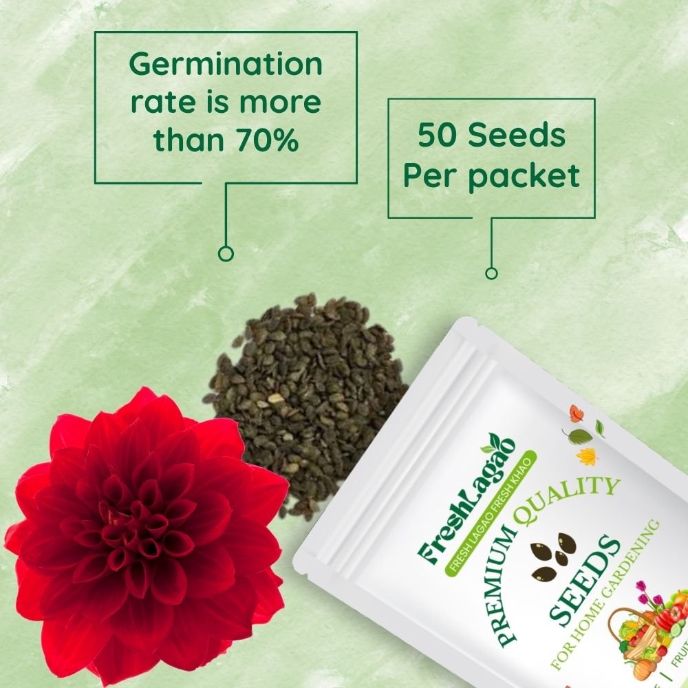 Acroclinium Red Flower Seeds - Image 2