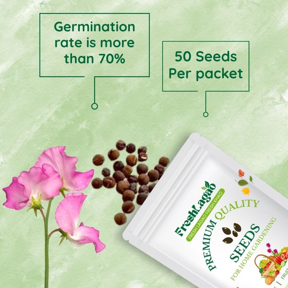 Sweet Peas Seeds - Image 2