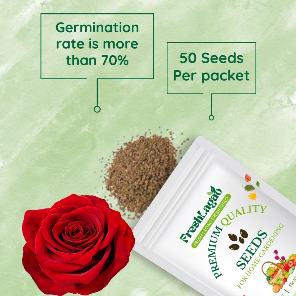 Alyssum Rose-O-Day Rose Seeds - Image 2