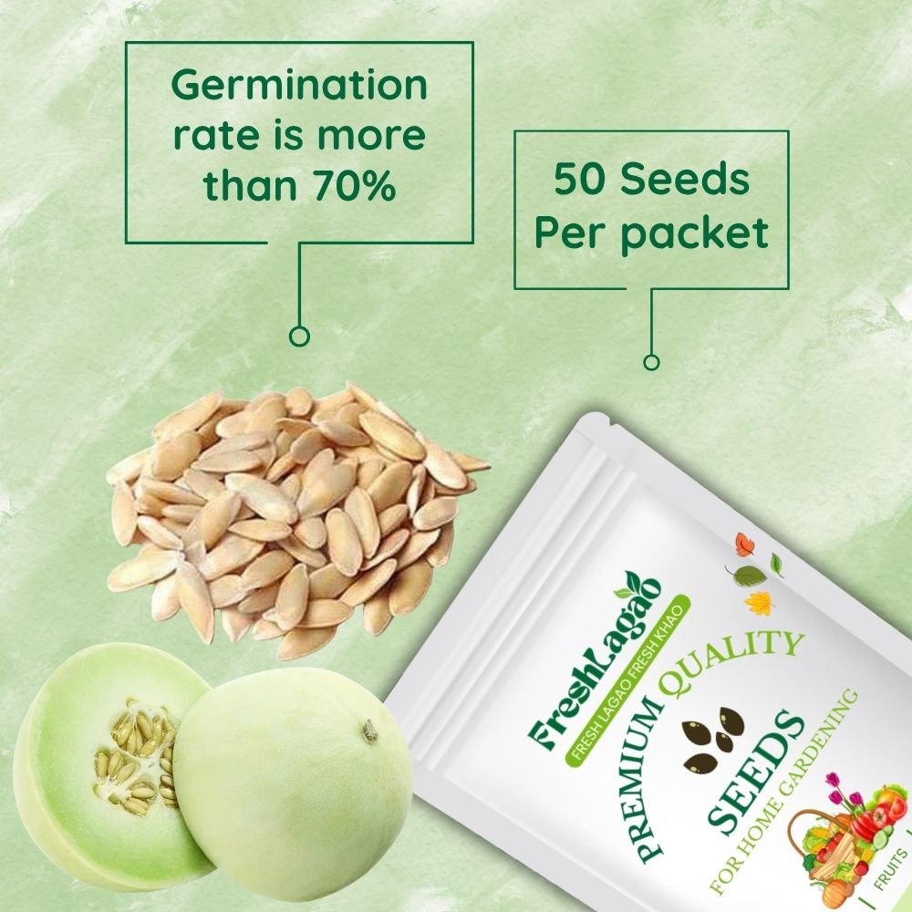 Musk Melon Round With Greenish Stripes F1 Hybrid Seeds - Image 2