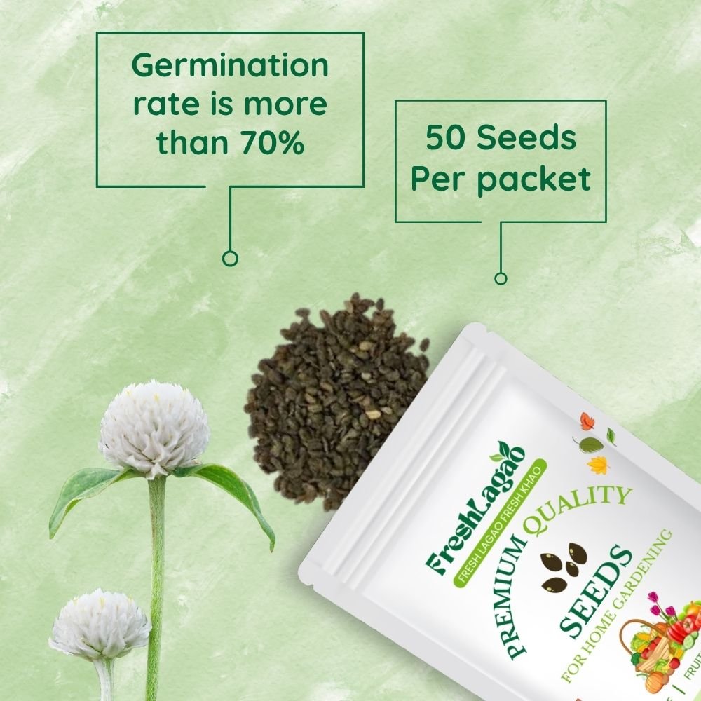 Gomphrena Extra Dwarf Gnome White Seeds - Image 2