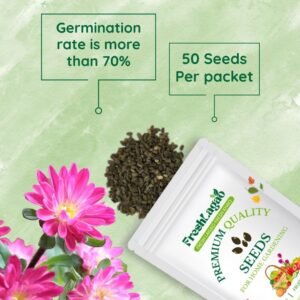 China Aster Pink Seeds