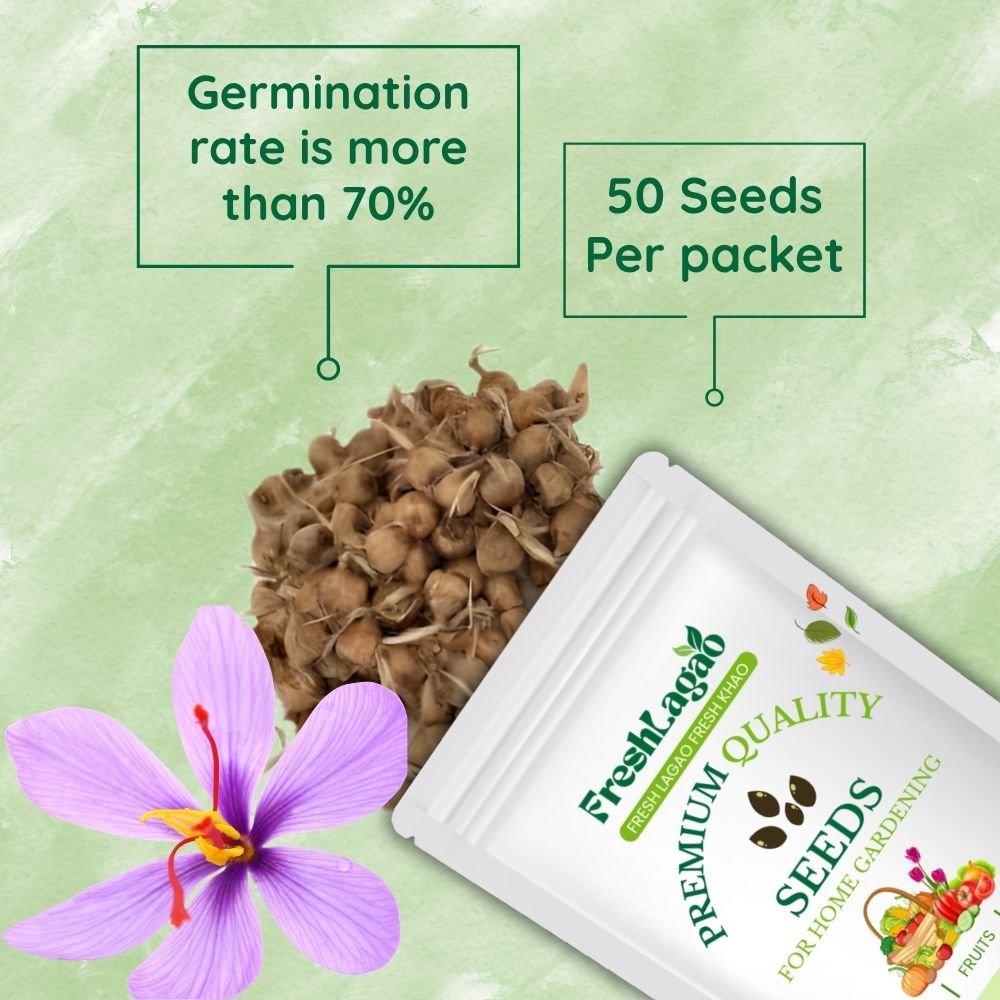 Kashmiri Saffron (Kesar) Seeds - Image 2