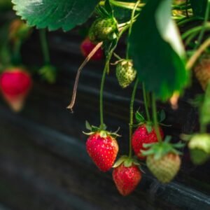 Alpine Strawberries Seeds