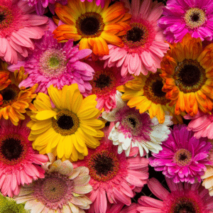 Gerbera Mixed Color Flower