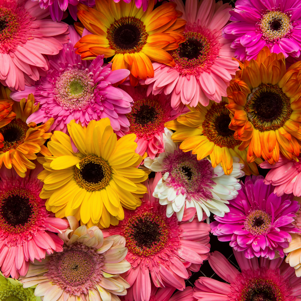 Gerbera Mixed Color Flower - Image 3