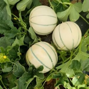 Musk Melon Round