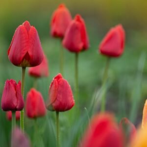 Nargis Mixed Color Flower Bulbs