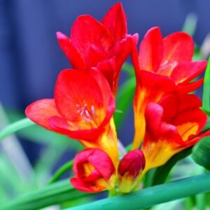 Freesia Mix Color Flower Bulbs