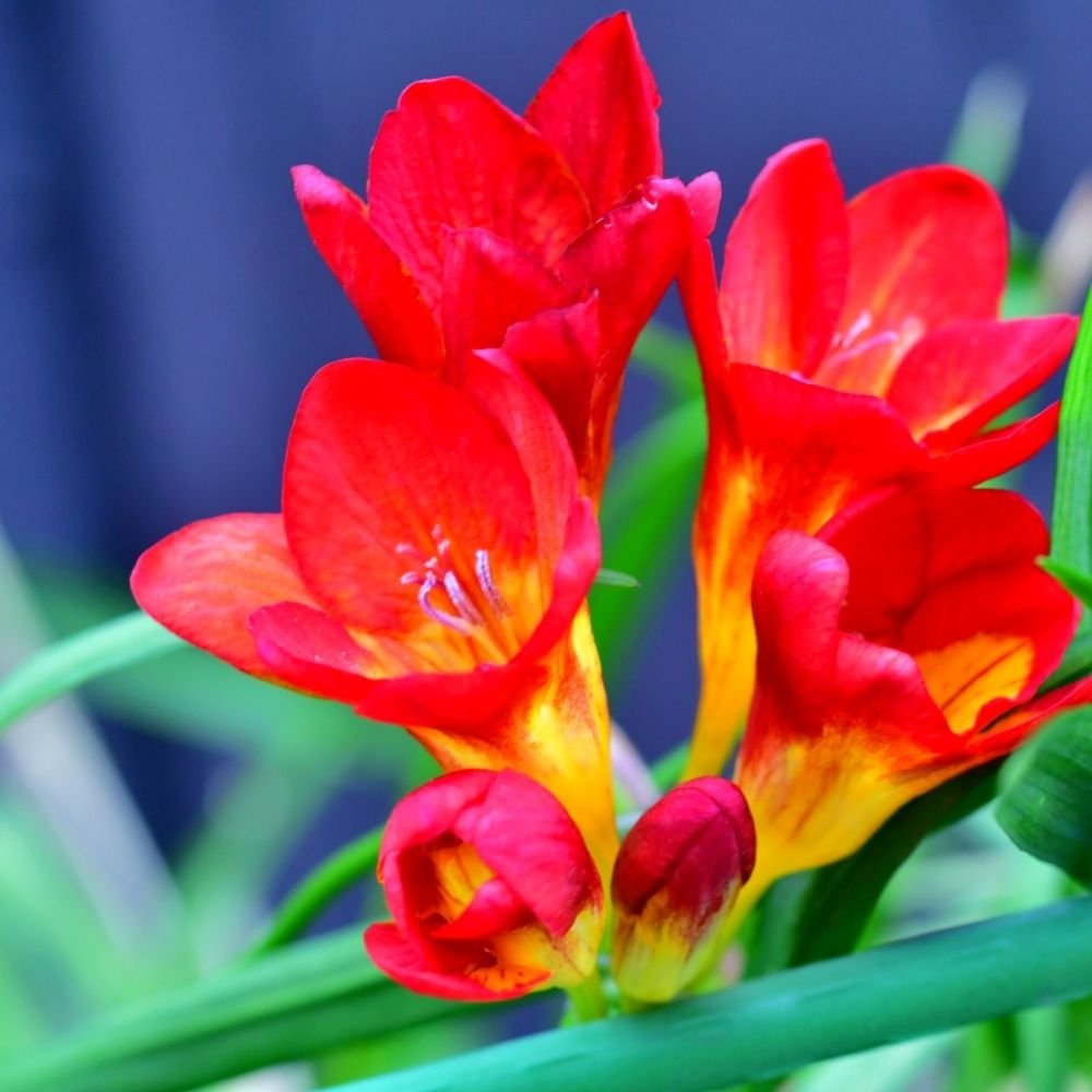 Freesia Mix Color Flower Bulbs - Image 3