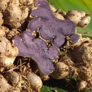 Black Ginger/Kaempferia parviflora Root/Seeds For Planting/Growing/Sowing
